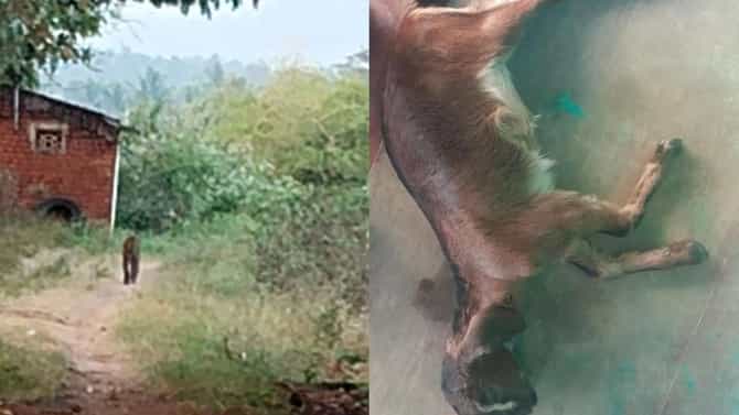 ನಂಜನಗೂಡು ತಾಲೂಕಿನ ಗ್ರಾಮಗಳಲ್ಲಿ ಚಿರತೆ ಹಾವಳಿ