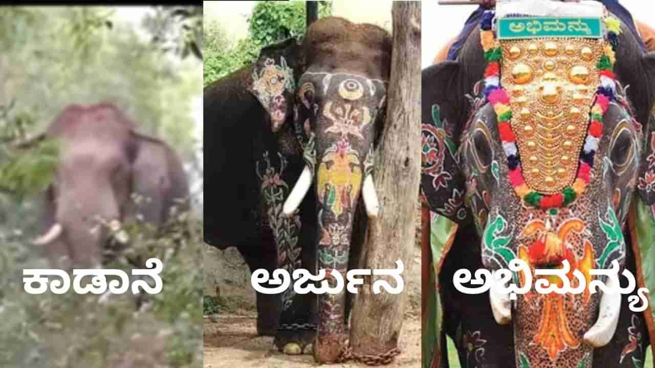 Viral Video: ಅರ್ಜುನನಿಗೆ ನೋವು ಮಾಡಿ ಬಲಿ ಪಡೆ ಆನೆ ಇದುವೇ ನೋಡಿ 