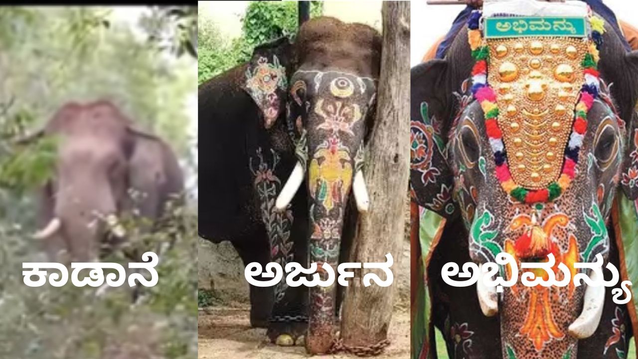 Viral Video: ಅರ್ಜುನನಿಗೆ ನೋವು ಮಾಡಿ ಬಲಿ ಪಡೆ ಆನೆ ಇದುವೇ ನೋಡಿ 