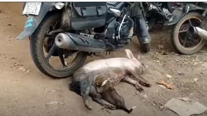 ಹಸಿದ ನಾಯಿ ಮರಿಗೆ ಎದೆ ಹಾಲುಣಿಸಿದ ಹಂದಿ