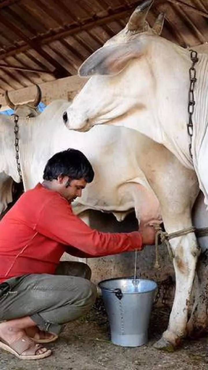 ಭಾರತದ ಅತಿದೊಡ್ಡ ರಾಜ್ಯವಾದ ಉತ್ತರಪ್ರದೇಶದಲ್ಲಿ 2021-22ರಲ್ಲಿ ಒಂದು ವರ್ಷದಲ್ಲಿ 33.01 ಮಿಲಿಯನ್ ಮೆಟ್ರಿಕ್ ಟನ್ ಹಾಲು ಉತ್ಪಾದನೆ ಆಗಿದೆ.