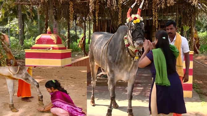 ಯಾವುದೇ ಸಮಸ್ಯೆಗೂ ಗಂಜಳದ ಪರಿಹಾರ ನೀಡುವ ಬಸವ! ಎಲ್ಲಿದ್ದಾನೆ ಗೊತ್ತಾ?