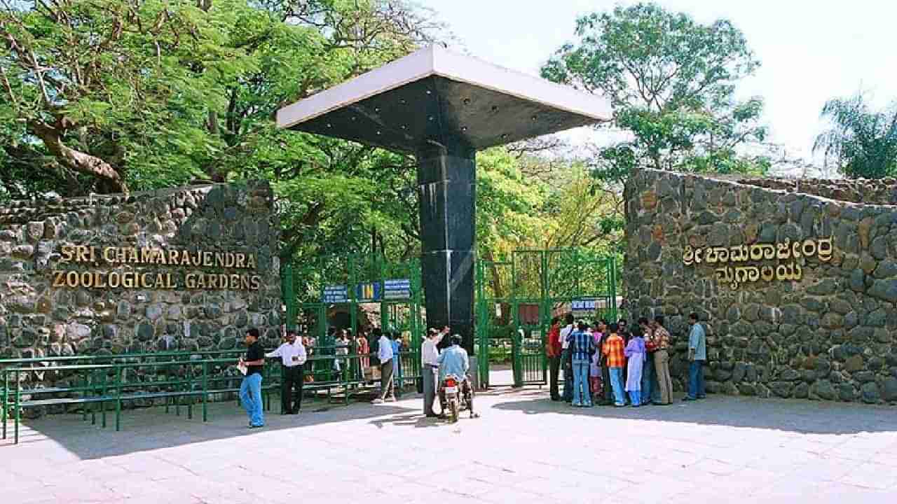 Mysore Zoo: ಮಂಗಳವಾರ ರಜೆ ದಿನವೂ ಮೈಸೂರು ಮೃಗಾಲಯ ಓಪನ್​