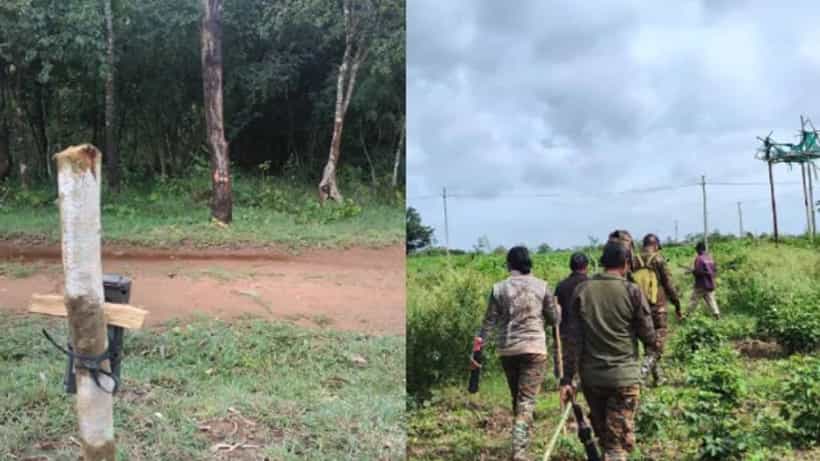 ಮೈಸೂರು: ಅರಣ್ಯ ಇಲಾಖೆ ಸಿಬ್ಬಂದಿ ಹರಸಾಸಹ, 15 ದಿನವಾದರೂ ಸೆರೆ ಸಿಕ್ಕದ ಹುಲಿ