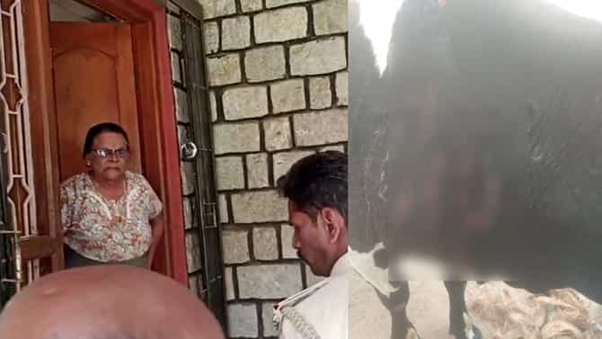 ಮನೆ ಬಳಿ ಮೇಯಲು ಬಂದ ಹಸುಗಳ ಮೇಲೆ ಆ್ಯಸಿಡ್‌ ಎರಚಿದ ವೃದ್ಧೆ
