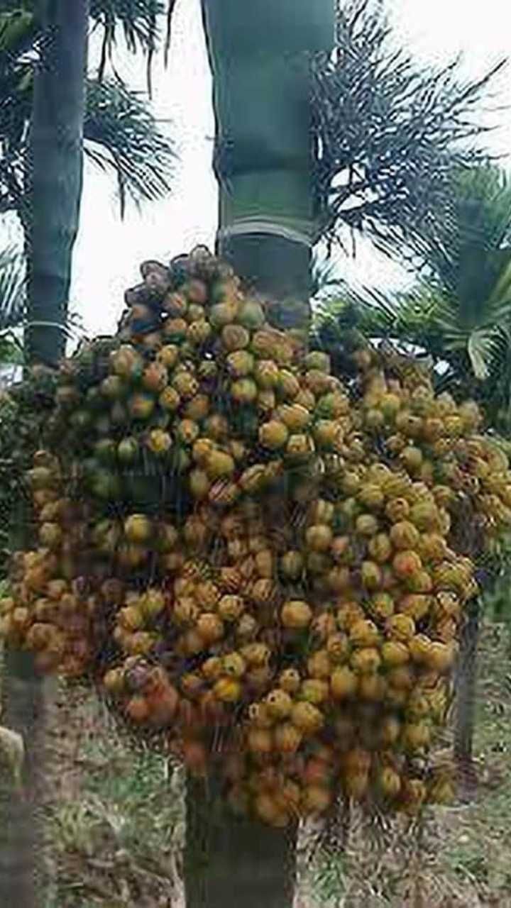 ಹಳೆ ಚಾಲಿ ₹36000 ₹38000
