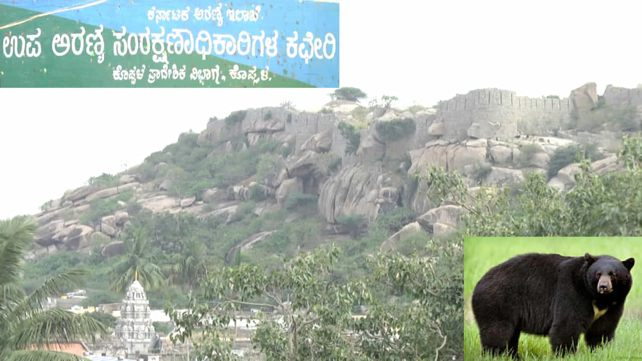 ಕರಡಿ ಕಾಟಕ್ಕೆ ಕೊಪ್ಪಳ ಜನ ಹೈರಾಣ... ಕರಡಿ ಧಾಮ ಆರಂಭಕ್ಕೆ ಸಿಕ್ಕಿಲ್ಲ ಗ್ರೀನ್ ಸಿಗ್ನಲ್, ಮುಂದೇನು? ಕರಡಿ ಕಾಟಕ್ಕೆ ಕೊಪ್ಪಳ ಜನ ಹೈರಾಣ... ಕರಡಿ ಧಾಮ ಆರಂಭಕ್ಕೆ ಸಿಕ್ಕಿಲ್ಲ ಗ್ರೀನ್ ಸಿಗ್ನಲ್, ಮುಂದೇನು?