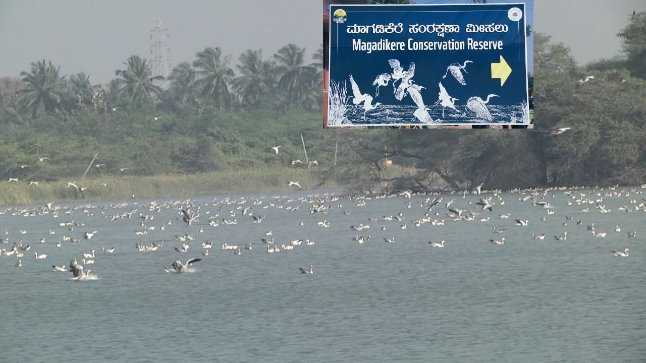 ಮುಂದಿನ 3 ತಿಂಗಳ ಕಾಲ 10 ಸಾವಿರ ವಿದೇಶಿ ಪಕ್ಷಿಗಳ ಕಲರವ ಕಣ್ಮನ ಸೆಳೆಯುತ್ತದೆ ಮಾಗಡಿ ಕೆರೆಯಲ್ಲಿ