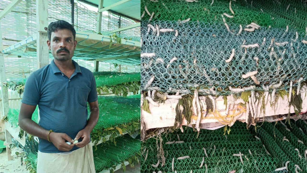 ಕೊಪ್ಪಳ: ಗೂಡು ಕಟ್ಟದ ರೇಷ್ಮೆ ಹುಳುಗಳು; ಆತಂಕದಲ್ಲಿ ರೇಷ್ಮೆ ಬೆಳೆಗಾರರು ಕೊಪ್ಪಳ: ಗೂಡು ಕಟ್ಟದ ರೇಷ್ಮೆ ಹುಳುಗಳು; ಆತಂಕದಲ್ಲಿ ರೇಷ್ಮೆ ಬೆಳೆಗಾರರು