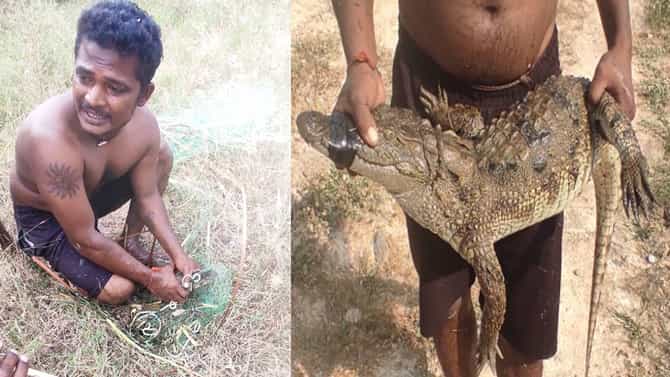 ಕೃಷಿ ಹೊಂಡದಲ್ಲಿದ್ದ ಮೊಸಳೆಯನ್ನು ಬಲೆ ಹಾಕಿ ಹಿಡಿದ ಭೂಪ!ಇಲ್ಲಿದೆ ವಿಡಿಯೋ