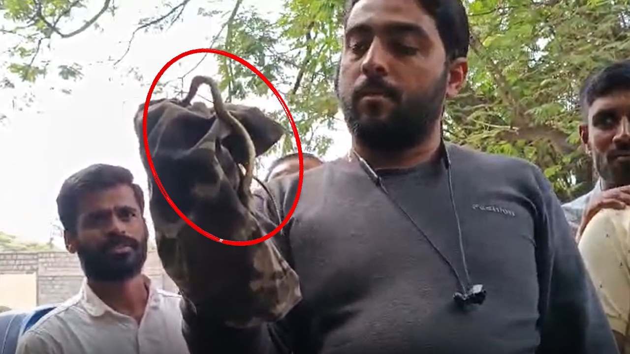 ಬೆಂಗಳೂರು: ಬಿಬಿಎಂಪಿ ಕೇಂದ್ರ ಕಚೇರಿಯಲ್ಲಿ ಪದೇ ಪದೇ ಕಾಣಿಸಿಕೊಳ್ಳುತ್ತಿರುವ ನಾಗರ ಹಾವು, 20ಕ್ಕೂ ಅಧಿಕ ಹಾವುಗಳ ಸೆರೆ ಬೆಂಗಳೂರು: ಬಿಬಿಎಂಪಿ ಕೇಂದ್ರ ಕಚೇರಿಯಲ್ಲಿ ಪದೇ ಪದೇ ಕಾಣಿಸಿಕೊಳ್ಳುತ್ತಿರುವ ನಾಗರ ಹಾವು, 20ಕ್ಕೂ ಅಧಿಕ ಹಾವುಗಳ ಸೆರೆ