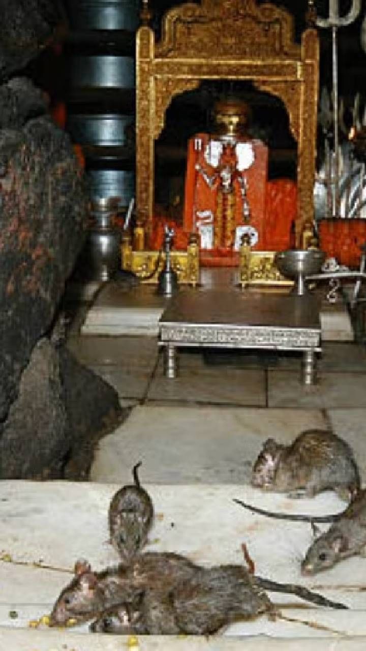 temple 4