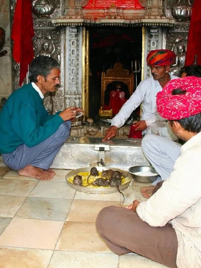 ರಾಜಸ್ಥಾನದ ಈ ದೇವಾಲಯದಲ್ಲಿ ಭಕ್ತರಿಗಿಂತ ಇಲಿಗಳೇ ಹೆಚ್ಚು