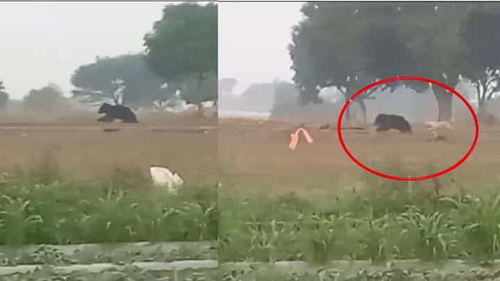 ಕೊಪ್ಪಳ: ಕಲ್ಲಂಗಡಿ ತಿನ್ನಲು ಹೊಲಕ್ಕೆ ನುಗ್ಗಿದ ಕರಡಿಯನ್ನು ಅಟ್ಟಾಡಿಸಿದ ನಾಯಿ, ವಿಡಿಯೋ ಇಲ್ಲಿದೆ ಕೊಪ್ಪಳ: ಕಲ್ಲಂಗಡಿ ತಿನ್ನಲು ಹೊಲಕ್ಕೆ ನುಗ್ಗಿದ ಕರಡಿಯನ್ನು ಅಟ್ಟಾಡಿಸಿದ ನಾಯಿ, ವಿಡಿಯೋ ಇಲ್ಲಿದೆ