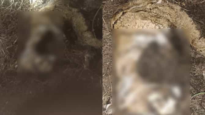 ಚಾಮರಾಜನಗರ: ಕರಿಕಲ್ಲು ಕ್ವಾರಿ ಬಳಿ 2 ಹುಲಿಗಳ ಮೃತದೇಹ ಪತ್ತೆ