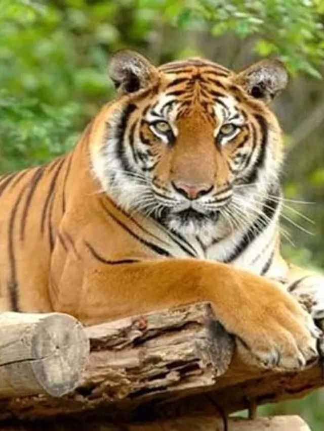 ಕೇರಳದಲ್ಲಿ ನರಭಕ್ಷಕ ಹುಲಿಯ ಗುಂಡಿಕ್ಕಿ ಕೊಲ್ಲಲು ಆದೇಶ