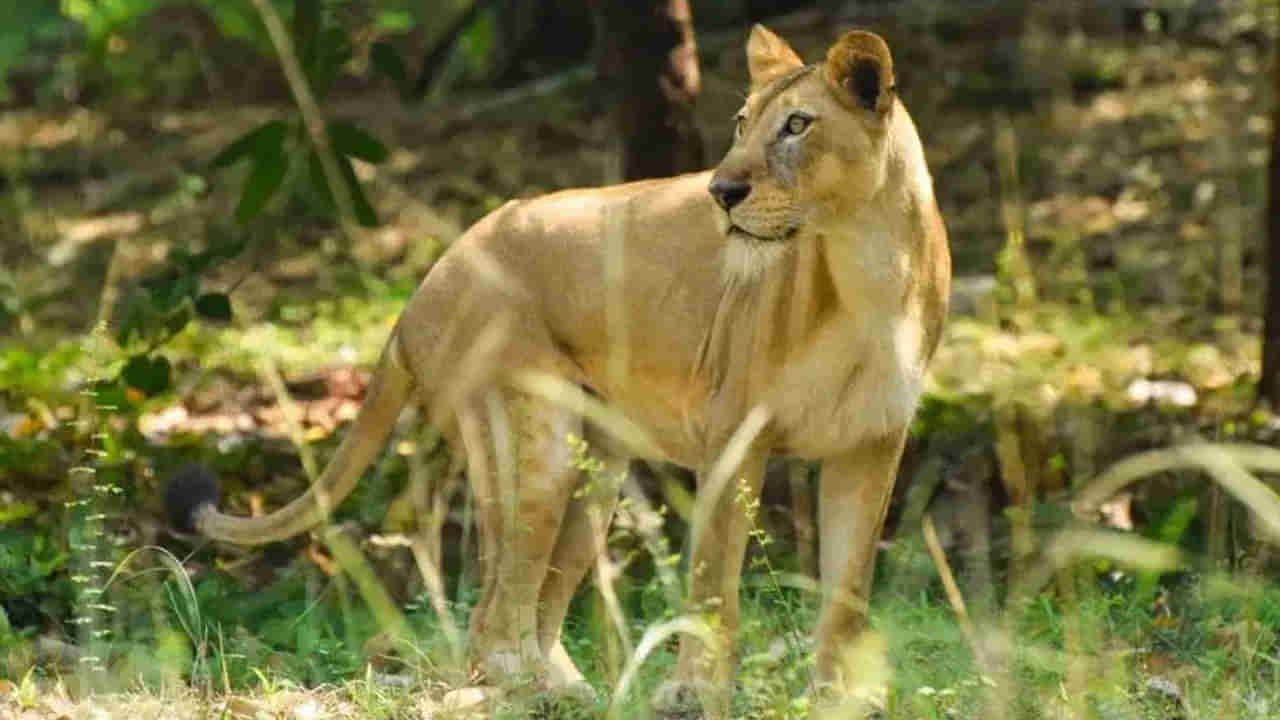 Oldest lioness: ತಿರುಪತಿ ಮೃಗಾಲಯದ 23ವರ್ಷದ ಅತ್ಯಂತ ಹಿರಿಯ ಸಿಂಹಿಣಿ ಸೀತಾ ಸಾವು