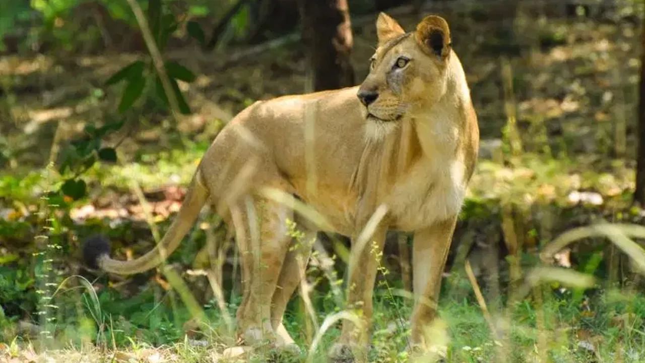 Oldest lioness: ತಿರುಪತಿ ಮೃಗಾಲಯದ 23ವರ್ಷದ ಅತ್ಯಂತ ಹಿರಿಯ ಸಿಂಹಿಣಿ 'ಸೀತಾ' ಸಾವು