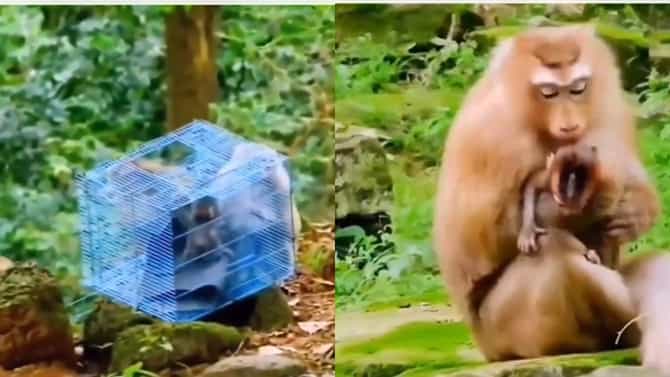 ಮನುಷ್ಯನ ಕ್ರೂರತೆಯಿಂದ ಅಮ್ಮ ನನ್ನ ರಕ್ಷಿಸಿದ್ದಾಳೆ, ಮನಕಲಕುವ ಕೋತಿಯ ವಿಡಿಯೋ