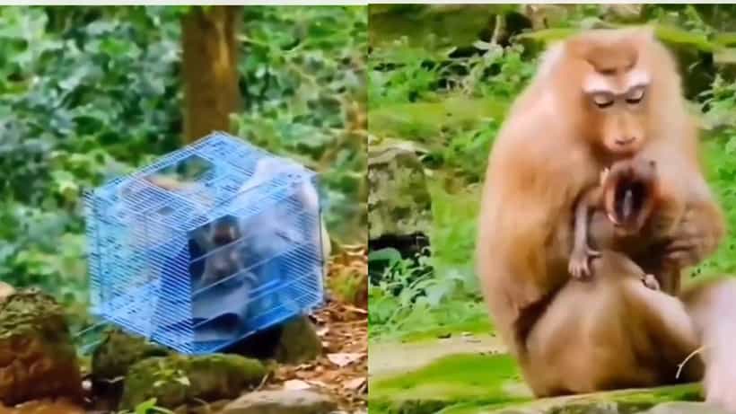 Viral Video: ಈ ಮನುಷ್ಯ ಯಾಕಿಷ್ಟು ಕ್ರೂರಿ? ಪಂಜರದಲ್ಲಿ ಬಂಧಿಯಾಗಿದ್ದ ಕಂದನನ್ನು ರಕ್ಷಿಸಲು ತಾಯಿ ಕೋತಿ ಪಟ್ಟ ಪಾಡು ನೋಡಿ