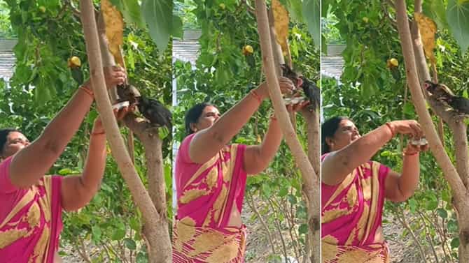 ಅಮ್ಮನ ಮಮತೆಗೆ ಯಾವುದು ಸಾಟಿ ಇಲ್ಲ, ಕೋಗಿಲೆ ಮರಿಗಳಿಗೆ ಪ್ರೀತಿಯ ಕೈ ತುತ್ತು 