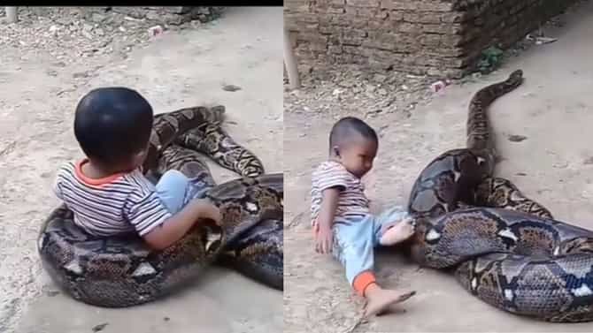 ದೈತ್ಯ ಹೆಬ್ಬಾವನ್ನೇ ತನ್ನ ಆಟಿಕೆಯನ್ನಾಗಿ ಮಾಡಿಕೊಂಡ ಪುಟ್ಟ ಬಾಲಕ 