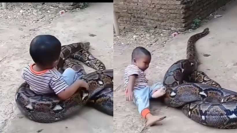 Viral Video: ಅಬ್ಬಬ್ಬಾ.. ದೈತ್ಯ ಹೆಬ್ಬಾವನ್ನೇ ತನ್ನ ಆಟಿಕೆಯನ್ನಾಗಿ ಮಾಡಿಕೊಂಡ ಪುಟ್ಟ ಬಾಲಕ