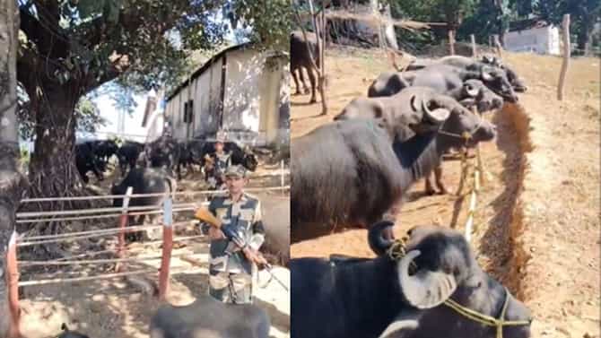 ಭಾರತ-ಬಾಂಗ್ಲಾದೇಶ ಗಡಿಯಲ್ಲಿ ಜಾನುವಾರು ಕಳ್ಳಸಾಗಣೆ ತಡೆದ BSF ಪಡೆ