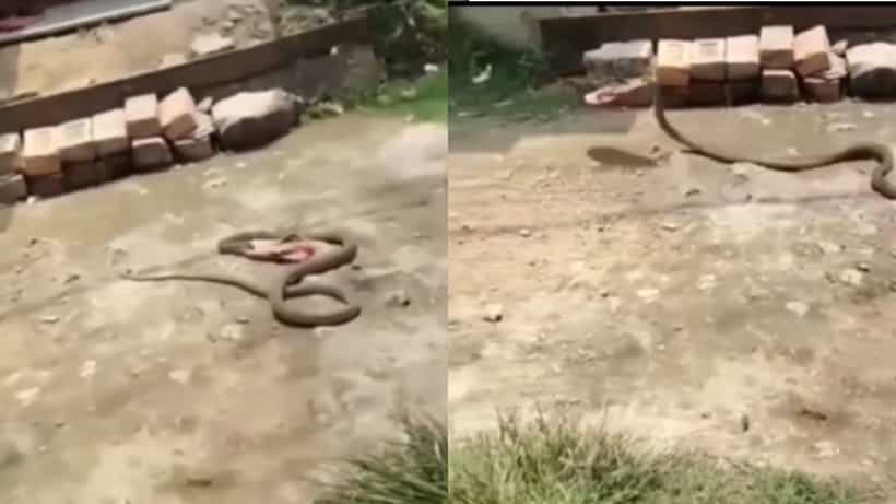 Viral Video: ತನ್ನ ಮೇಲೆ ಚಪ್ಪಲಿ ಎಸೆದವರಿಗೆ ಸರಿಯಾಗಿ ಬುದ್ಧಿ ಕಲಿಸಿದ ಹಾವು