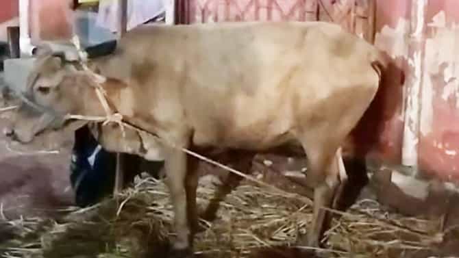 ಉಡುಪಿ: ಭಜನೆ ಹಾಡಿಗೆ ಹೆಜ್ಜೆ ಹಾಕಿದ ಗೋವು; ವಿಡಿಯೋ ವೈರಲ್​