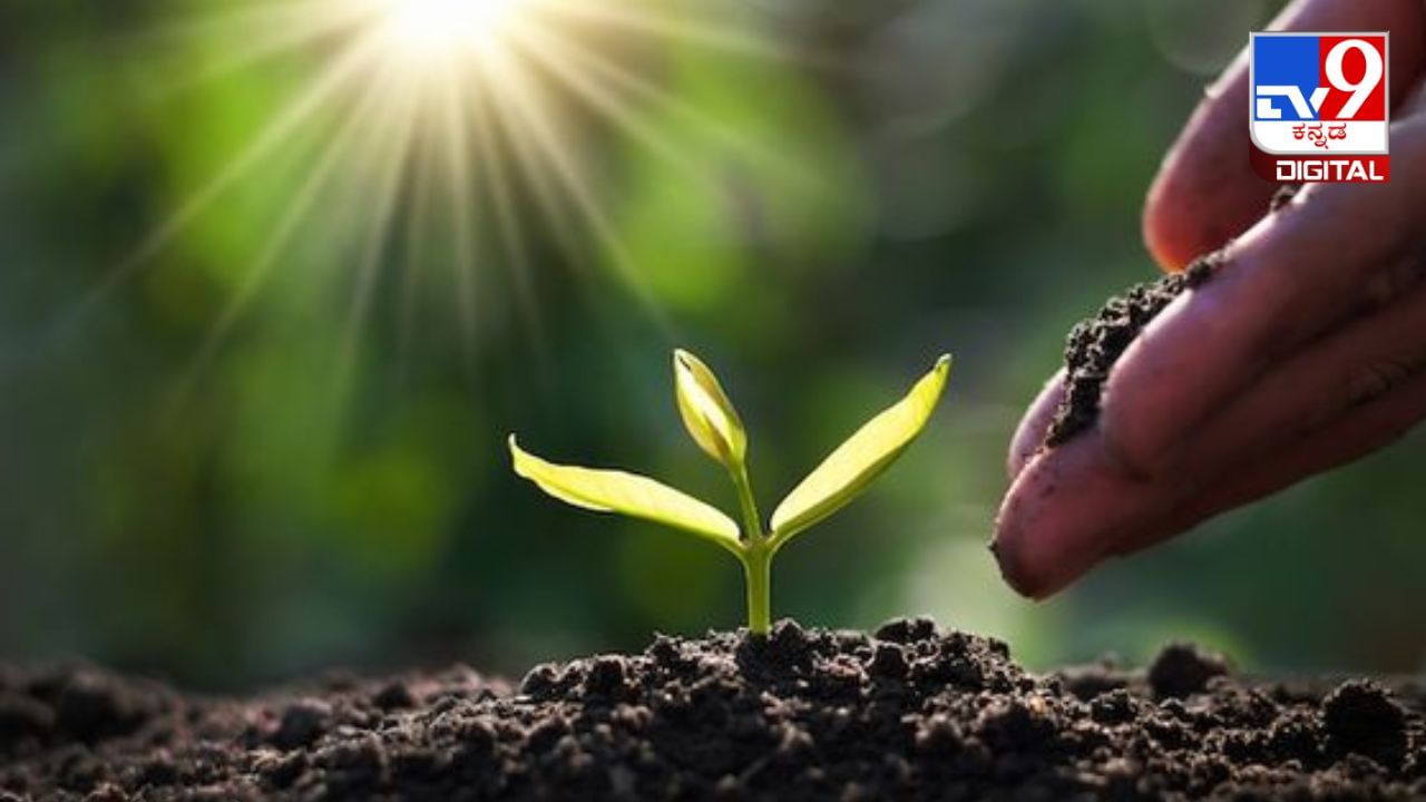 World Soil Day 2023: ವಿಶ್ವ ಮಣ್ಣಿನ ದಿನದ ಪ್ರಾಮುಖ್ಯತೆ ಏನು? 