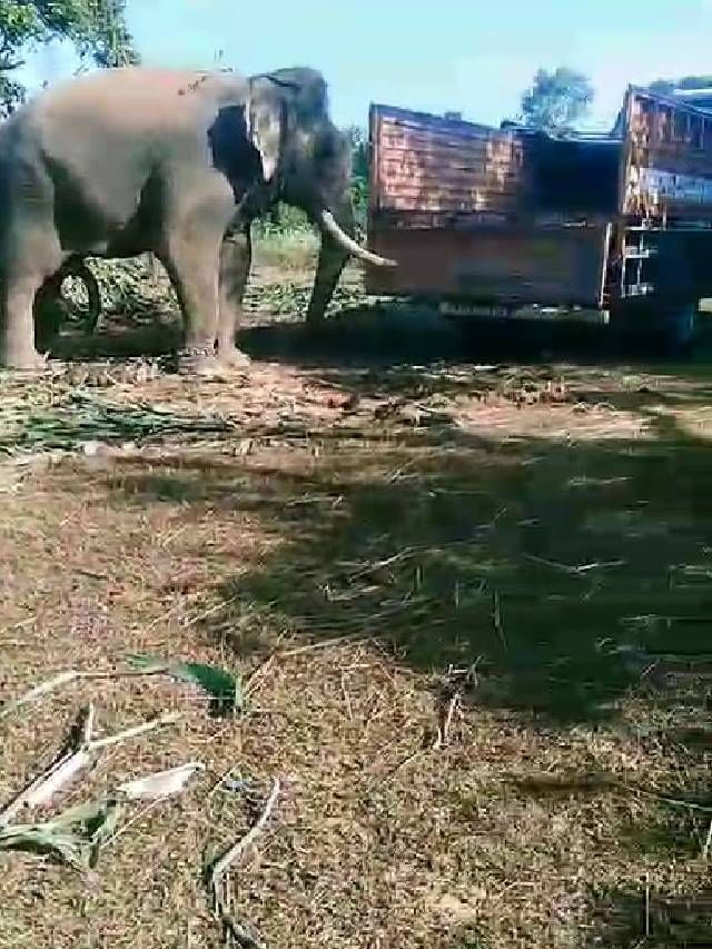 ಕಾಫಿನಾಡು ಚಿಕ್ಕಮಗಳೂರಿನಲ್ಲಿ ಕಾಡಾನೆ ಸೆರೆ ಕಾರ್ಯಾಚರಣೆ ಸ್ಥಗಿತಗೊಂಡಿದೆ