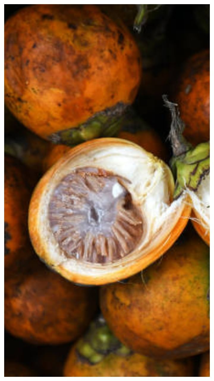 ಹೊನ್ನಾವರ ಅಡಿಕೆ ಧಾರಣೆ