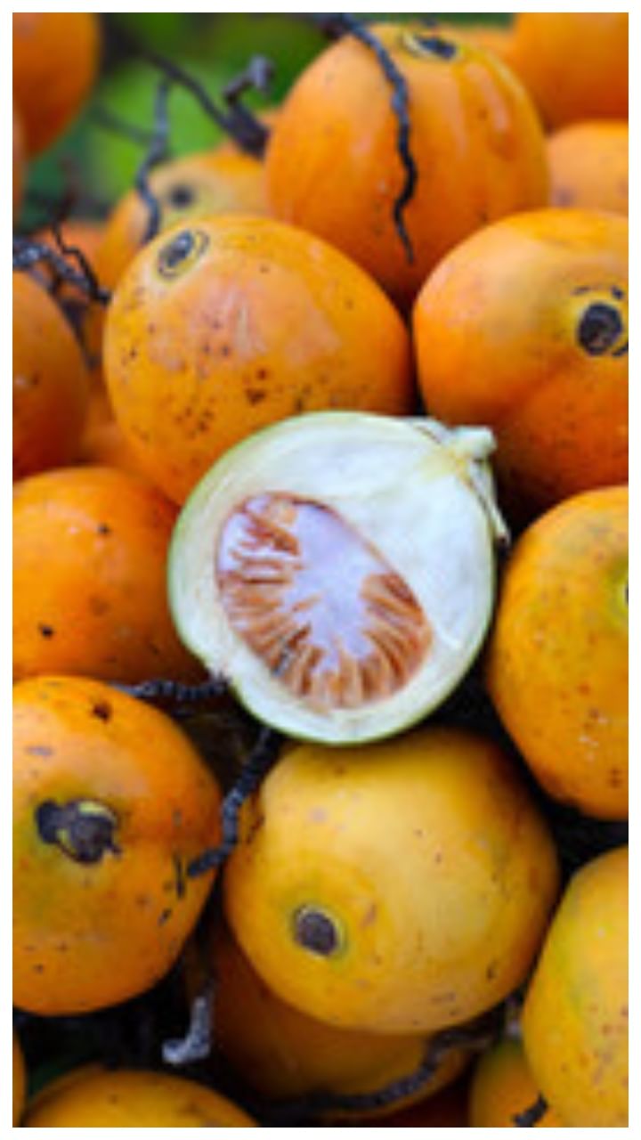 ಬಂಟ್ವಾಳ ಅಡಿಕೆ ಧಾರಣೆ
