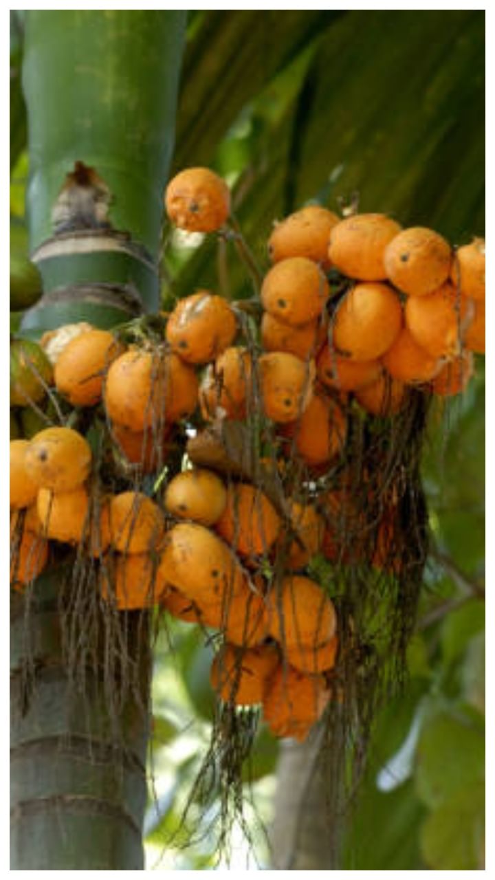 ಬಂಟ್ವಾಳ ಅಡಿಕೆ ಧಾರಣೆ