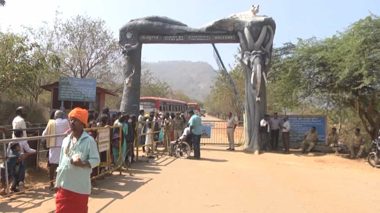 ಚಾಮರಾಜನಗರ: ಹೊಸ ವರ್ಷದ ಮೊದಲ ದಿನ ಬಂಡೀಪುರ ಸಫಾರಿ ಫುಲ್ ರಶ್ ಚಾಮರಾಜನಗರ: ಹೊಸ ವರ್ಷದ ಮೊದಲ ದಿನ ಬಂಡೀಪುರ ಸಫಾರಿ ಫುಲ್ ರಶ್