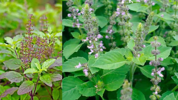 Basil: ವಿಷ್ಣು ಪ್ರಿಯೆ, ಪವಿತ್ರ ತುಳಸಿಯ ಮಹತ್ವ ಹಾಗೂ ಬಳಕೆ ಹೇಗೆ? Basil: ವಿಷ್ಣು ಪ್ರಿಯೆ, ಪವಿತ್ರ ತುಳಸಿಯ ಮಹತ್ವ ಹಾಗೂ ಬಳಕೆ ಹೇಗೆ?