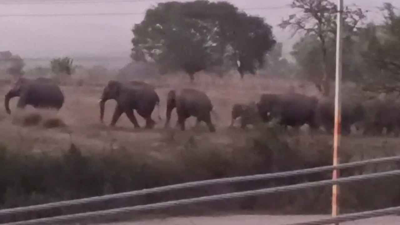 ಚಿಕ್ಕಮಗಳೂರು: ಬೀಟಮ್ಮ ಗ್ಯಾಂಗ್ ಓಡಿಸಲು ಅಖಾಡಕ್ಕಿಳಿದ ಅಭಿಮನ್ಯು ಆ್ಯಂಡ್ ಟೀಮ್