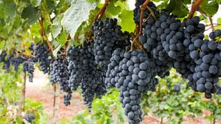 ಚಳಿಗಾಲದಲ್ಲಿ ಬಿಪಿ ಕಂಟ್ರೋಲ್ ಮಾಡಬೇಕಾ?; ಈ ಹಣ್ಣುಗಳನ್ನು ತಿನ್ನಿ