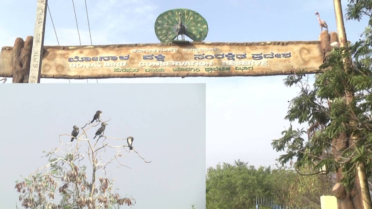 ಕರ್ನಾಟಕದ ಅತಿ ದೊಡ್ಡ ಪಕ್ಷಿಧಾಮದಲ್ಲಿ ಚಿಲಿಪಿಲಿ ಕಲರವ; ಸಂತಾನೋತ್ಪತಿಗಾಗಿ ಹಾರಿ ಬಂದ ವಿದೇಶಿ ಹಕ್ಕಿಗಳು ಕರ್ನಾಟಕದ ಅತಿ ದೊಡ್ಡ ಪಕ್ಷಿಧಾಮದಲ್ಲಿ ಚಿಲಿಪಿಲಿ ಕಲರವ; ಸಂತಾನೋತ್ಪತಿಗಾಗಿ ಹಾರಿ ಬಂದ ವಿದೇಶಿ ಹಕ್ಕಿಗಳು