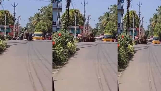 ಬೈಕ್​​​ ಸವಾರನ ಮೇಲೆ ಏಕಾಏಕಿ ದಾಳಿ ಮಾಡಿದ ದನ; ವಿಡಿಯೋ ವೈರಲ್​​