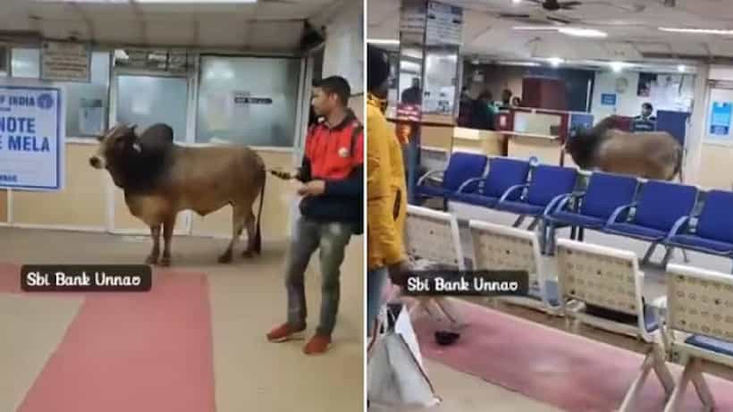 ಯಾರೂ ಊಟ ಕೊಡ್ತಿಲ್ಲ, ಸ್ವಲ್ಪ ಹಣ ಬೇಕಿತ್ತು, ಬ್ಯಾಂಕ್ನೊಳಗೆ ಬಂದು ಶಾಂತವಾಗಿ ನಿಂತಿತ್ತು ಗೂಳಿ