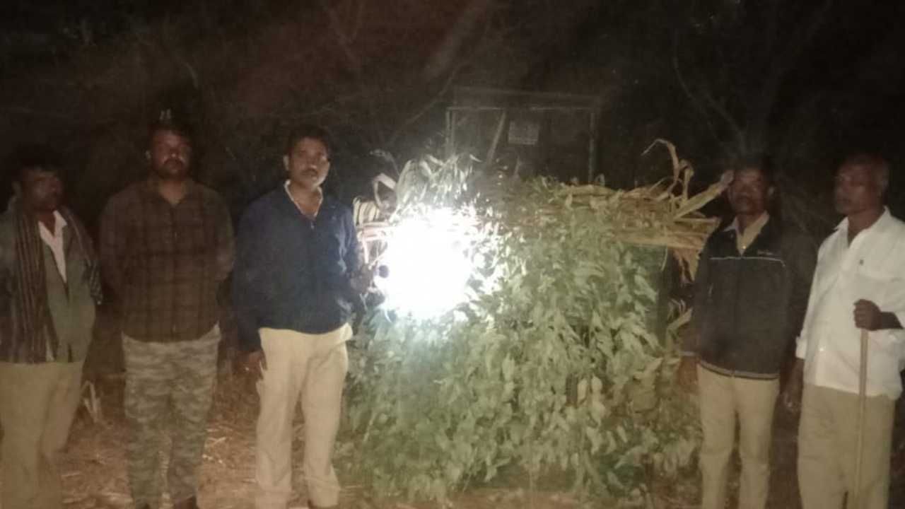 ಕೃಷಿ ವಿಶ್ವವಿದ್ಯಾಲಯ ಆವರಣದಲ್ಲಿ ಚಿರತೆ ಪ್ರತ್ಯಕ್ಷ: ಸೆರೆ ಹಿಡಿಯುವಂತೆ ವಿದ್ಯಾರ್ಥಿಗಳು ಮನವಿ ಕೃಷಿ ವಿಶ್ವವಿದ್ಯಾಲಯ ಆವರಣದಲ್ಲಿ ಚಿರತೆ ಪ್ರತ್ಯಕ್ಷ: ಸೆರೆ ಹಿಡಿಯುವಂತೆ ವಿದ್ಯಾರ್ಥಿಗಳು ಮನವಿ