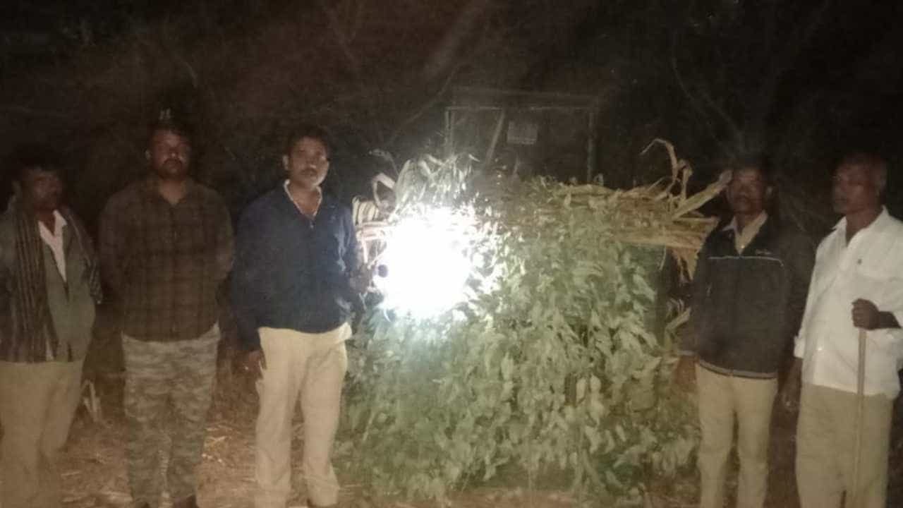 ಕೃಷಿ ವಿಶ್ವವಿದ್ಯಾಲಯ ಆವರಣದಲ್ಲಿ ಚಿರತೆ ಪ್ರತ್ಯಕ್ಷ: ಸೆರೆ ಹಿಡಿಯುವಂತೆ ವಿದ್ಯಾರ್ಥಿಗಳು ಮನವಿ ಕೃಷಿ ವಿಶ್ವವಿದ್ಯಾಲಯ ಆವರಣದಲ್ಲಿ ಚಿರತೆ ಪ್ರತ್ಯಕ್ಷ: ಸೆರೆ ಹಿಡಿಯುವಂತೆ ವಿದ್ಯಾರ್ಥಿಗಳು ಮನವಿ