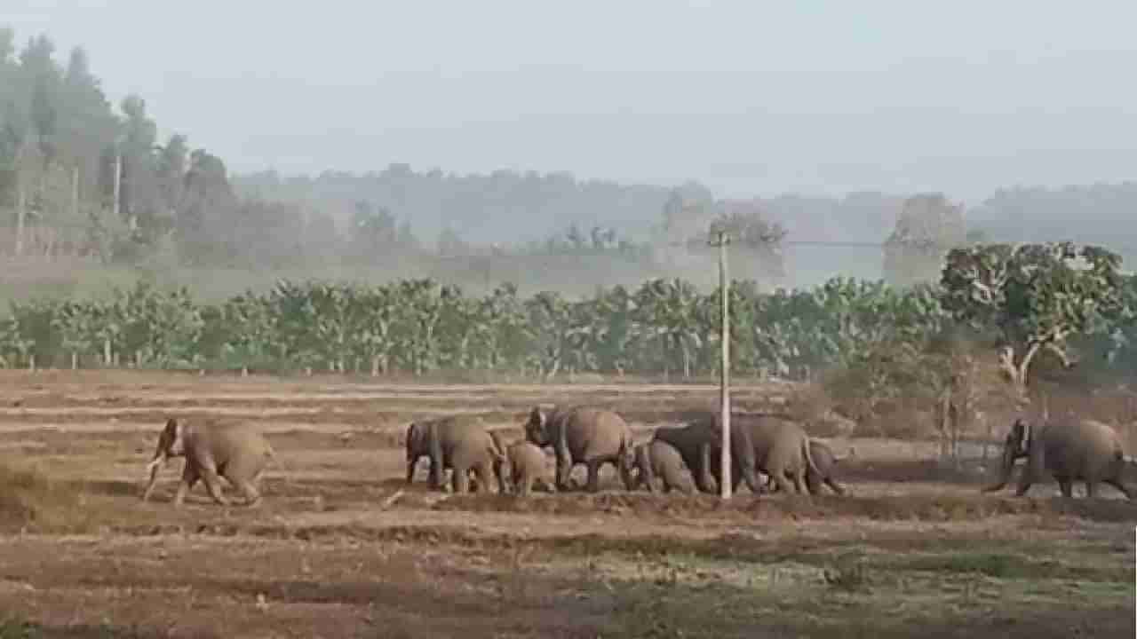 ಚಿಕ್ಕಮಗಳೂರು: ಶಾಲಾ ಆವರಣದಿಂದ ಹೊರ ಬಂದ ಕಾಡಾನೆ ಹಿಂಡು; 9 ಕ್ಕೂ ಅಧಿಕ ಗ್ರಾಮಗಳಲ್ಲಿ ಹೆಚ್ಚಿದ ಆತಂಕ