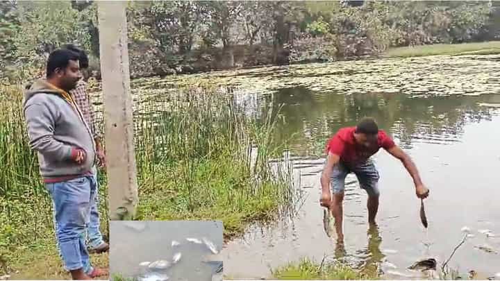 ಮಂಡ್ಯ: ಕೆರೆಯಲ್ಲಿ ನೂರಾರು ಮೀನುಗಳ ಮಾರಣಹೋಮ; ಆಮ್ಲಜನಕ ಕೊರತೆಯ ಶಂಕೆ ಮಂಡ್ಯ: ಕೆರೆಯಲ್ಲಿ ನೂರಾರು ಮೀನುಗಳ ಮಾರಣಹೋಮ; ಆಮ್ಲಜನಕ ಕೊರತೆಯ ಶಂಕೆ