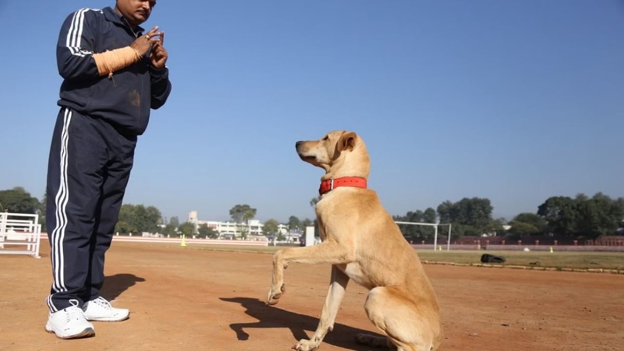 ಗುಜರಾತ್: ನಿವೃತ್ತಿ ಪಡೆದ ಪೊಲೀಸ್ ಶ್ವಾನಗಳಿಗಾಗಿ ವಸತಿ ಸೌಲಭ್ಯ; ದೇಶದಲ್ಲಿಯೇ ಮೊದಲು ಗುಜರಾತ್: ನಿವೃತ್ತಿ ಪಡೆದ ಪೊಲೀಸ್ ಶ್ವಾನಗಳಿಗಾಗಿ ವಸತಿ ಸೌಲಭ್ಯ; ದೇಶದಲ್ಲಿಯೇ ಮೊದಲು