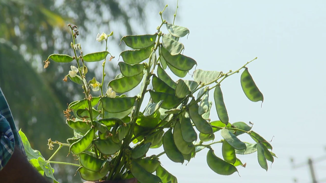 ಒಟ್ಟಾರೆ ಕೋಲಾರದ ನಾಟಿ ಅವರೆಗೆ ಎಲ್ಲೆಡೆ ಬೇಡಿಕೆ ಹೆಚ್ಚಾಗಿದ್ದು, ಇದೇ ಡಿಮ್ಯಾಂಡ್​ ಯುಗಾದಿ‌ ಹಬ್ಬದ ವರೆಗೂ ಅವರೆಯ ಹವಾ ಇದೇ ರೀತಿ ಮುಂದುವರೆಯಲಿದ್ದು, ಹತ್ತಾರು ಸಂಕಷ್ಟಗಳ ನಡುವೆ ಜಿಲ್ಲೆಯ ರೈತರು ಅವರೆಯನ್ನು ಬೆಳೆದಿದ್ದು ಅದಕ್ಕೆ ತಕ್ಕಂತೆ ಮಾರುಕಟ್ಟೆ ಬೆಲೆ ಸಿಕ್ಕಿದರೆ ರೈತನ ಶ್ರಮಕ್ಕೂ ಪ್ರತಿಫಲ ಸಿಗಲಿದೆ. 
 