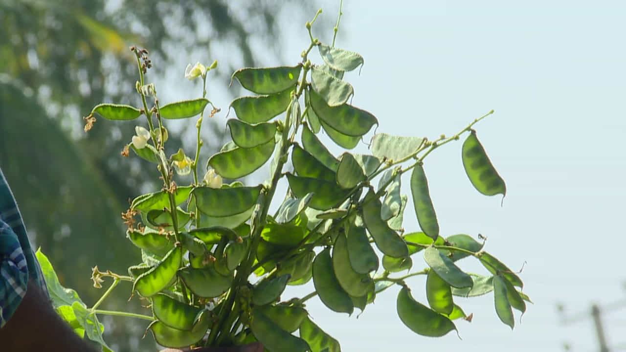 ಒಟ್ಟಾರೆ ಕೋಲಾರದ ನಾಟಿ ಅವರೆಗೆ ಎಲ್ಲೆಡೆ ಬೇಡಿಕೆ ಹೆಚ್ಚಾಗಿದ್ದು, ಇದೇ ಡಿಮ್ಯಾಂಡ್ ಯುಗಾದಿ ಹಬ್ಬದ ವರೆಗೂ ಅವರೆಯ ಹವಾ ಇದೇ ರೀತಿ ಮುಂದುವರೆಯಲಿದ್ದು, ಹತ್ತಾರು ಸಂಕಷ್ಟಗಳ ನಡುವೆ ಜಿಲ್ಲೆಯ ರೈತರು ಅವರೆಯನ್ನು ಬೆಳೆದಿದ್ದು ಅದಕ್ಕೆ ತಕ್ಕಂತೆ ಮಾರುಕಟ್ಟೆ ಬೆಲೆ ಸಿಕ್ಕಿದರೆ ರೈತನ ಶ್ರಮಕ್ಕೂ ಪ್ರತಿಫಲ ಸಿಗಲಿದೆ.