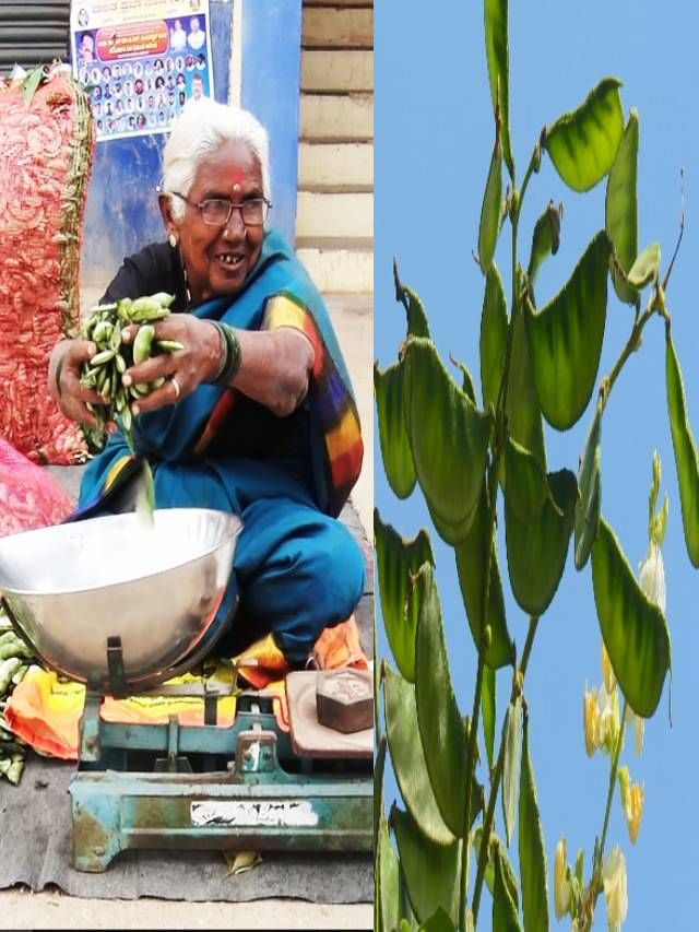 ಸಂಕ್ರಾಂತಿ, ಸುಗ್ಗಿ ಪ್ರಯುಕ್ತ ಕೋಲಾರದ ನಾಟಿ ಅವರೆ ಕಾಯಿಗೆ ಎಲ್ಲಿಲ್ಲದ ಬೇಡಿಕೆ